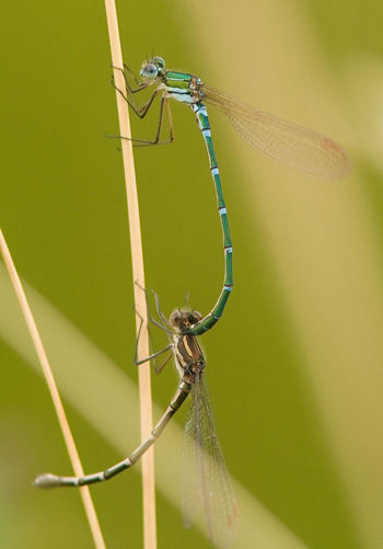 Austrolestes cingulatus